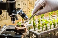 CRISPR and Phytoremediation: Engineering Plants to Clean and Restore Polluted Soils
